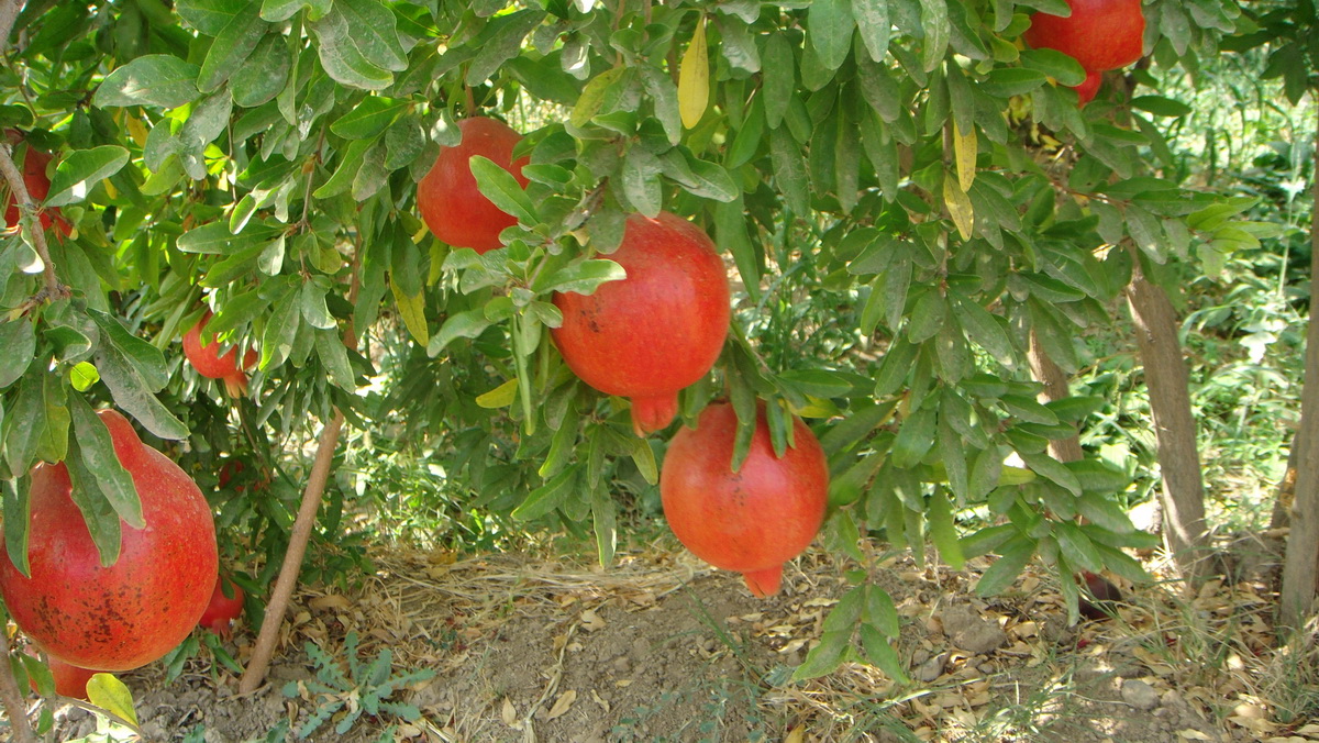 Pomegranate2